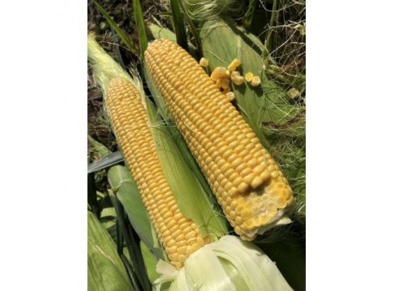 Семена сахарной кукурузы 1801 F1 (74-77 дней), кочан 25см, 25000 семян, Lark Seeds